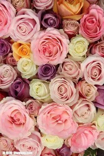 爱情玫瑰花图片