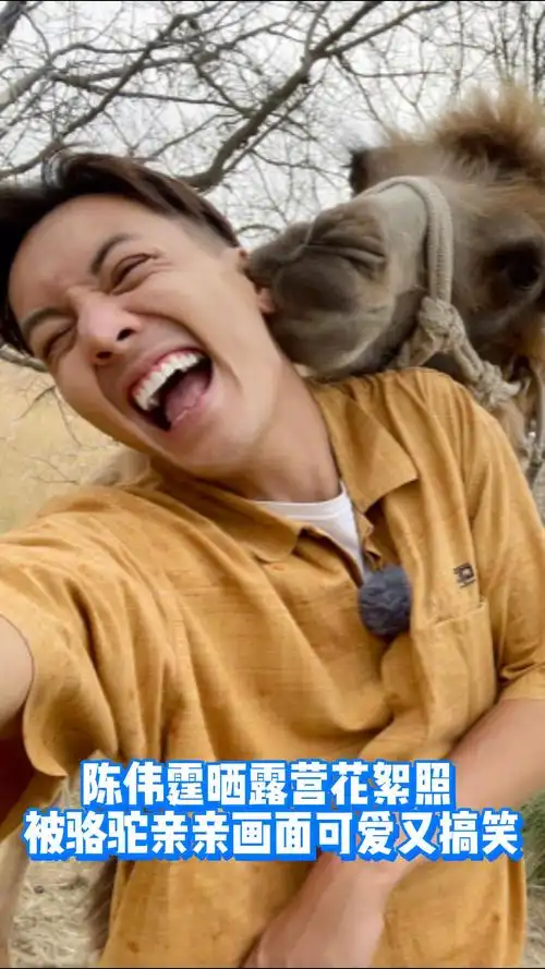 陈伟霆晒露营花絮照 被骆驼亲亲画面可爱又搞笑-娱乐视频-搜狐视频