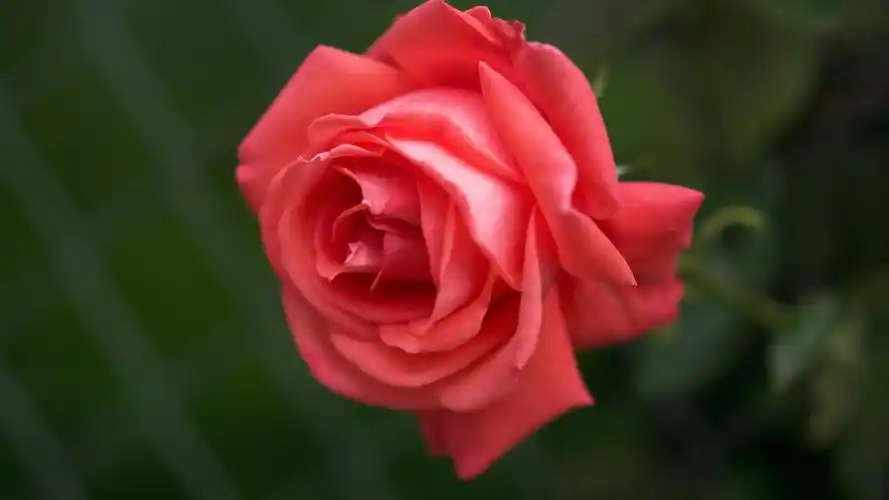 壁纸 粉红色的玫瑰特写,花瓣,花