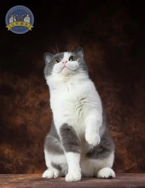 七叶英短猫舍英国短毛猫蓝白蓝猫宠物猫摄影图