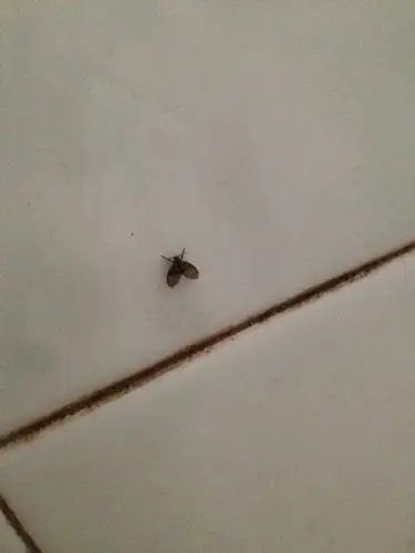 厕所里面这种小虫怎么消灭?谢谢!