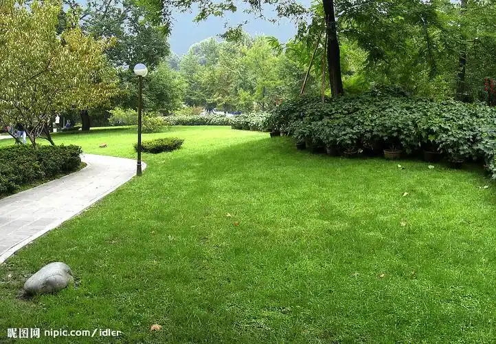 草坪 草地 绿地