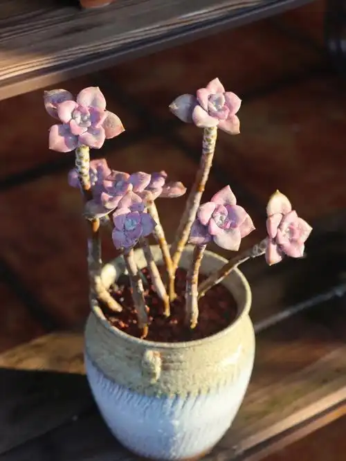 蕾丝公主6.薄叶蓝鸟7.白凤8.树冰9.双子座度夏过后,多肉阳台绿如菜色.