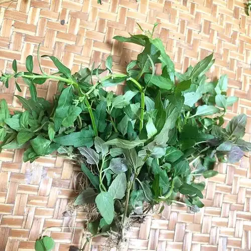 潮汕中草药新鲜半枝莲也叫小号四方枝韩信草500g纯野生四条棱干货