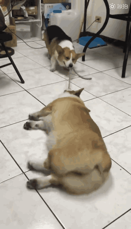 动物也搞笑:来来来,我也自拍一个