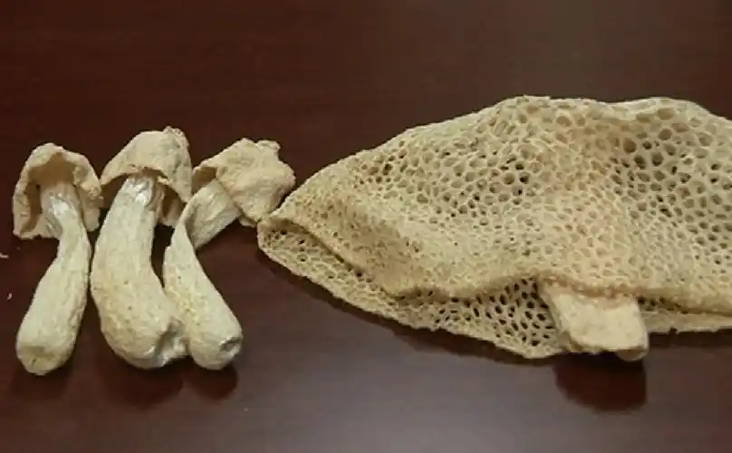 竹荪变成褐色的图片,怎么处理?