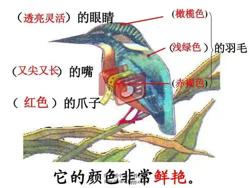 人教版三年级语文下册《翠鸟》课件ppt