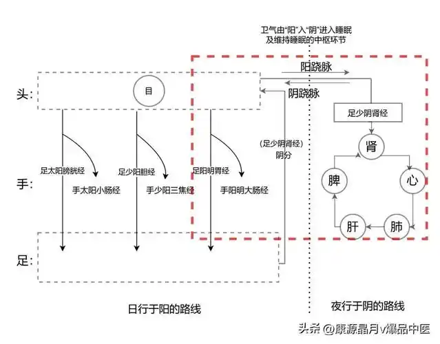 从卫气昼夜循行路线看阳不入阴不寐的机制