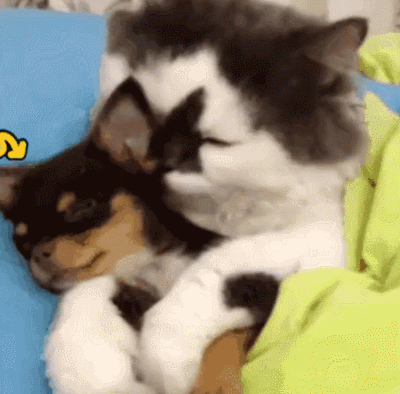 萌宠gif猫gif狗gif相亲相爱gif亲亲gif抱抱gif温馨gif