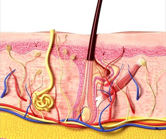 毛囊为何不长了?专业解析毛囊脱发后不生发的原因
