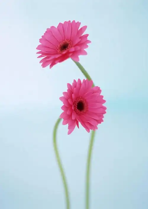 室内,特写,白天,正面,蓝色背景,盛开,非洲菊,花蕾,花,花瓣,花朵,鲜花