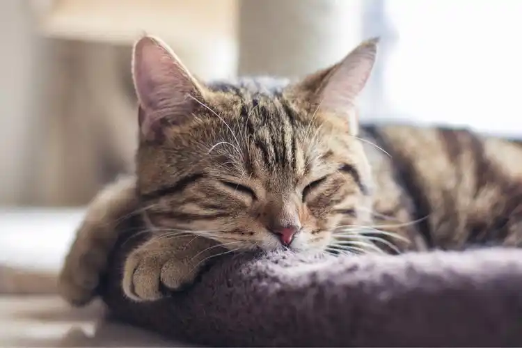 发布日期:2018年12月21日 浏览:83评论:0点赞:0 tag:拍·我的2018,猫