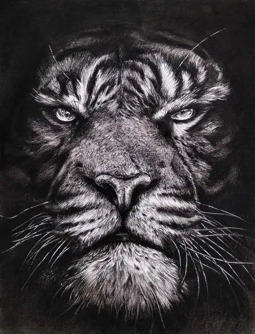 虎虎生威生龙活虎美术生炭笔素描