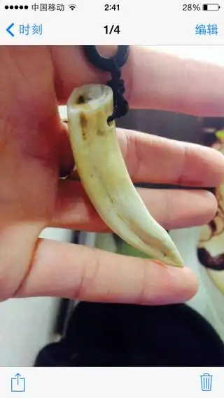 求懂得此方面之人帮坚定坚定这熊牙是真的吗,此牙好不好