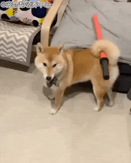 网友纷纷被圈粉,惊呼这真的不是狗中武士吗!