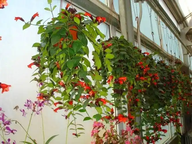 口红吊兰的养殖方法(口红吊兰的养殖方法视频)