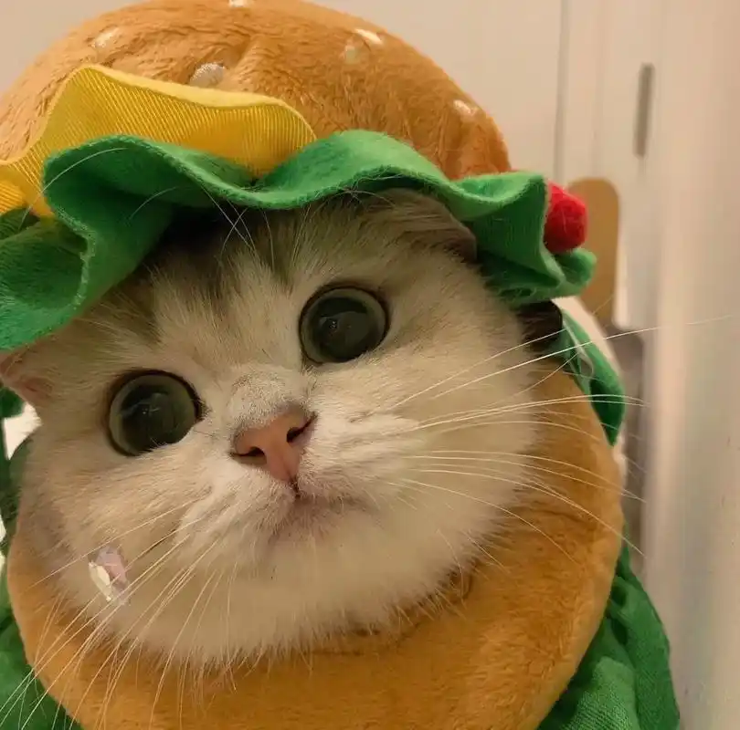 喜欢猫猫哪件新衣服?#萌宠头像 #可爱头像 #猫狗头像 #猫 - 抖音