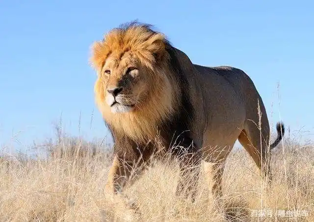 十大陆地猛兽排行