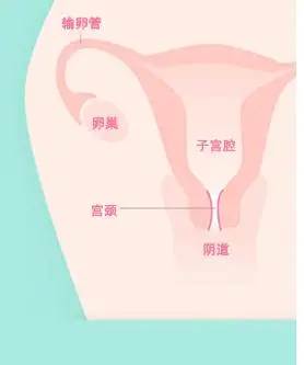 温医大附二院医生为丽水宫颈癌妇女保住生育能力