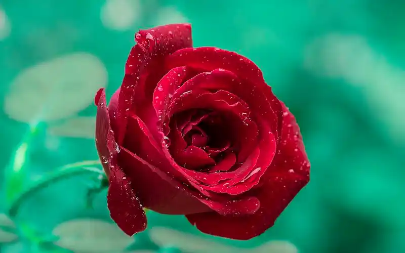 好看的情人节浪漫玫瑰花卉高清图片桌面壁纸