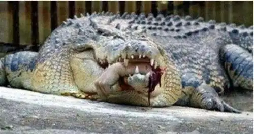 实拍鳄鱼吃人事件场面血腥女大学生被肢解活吞