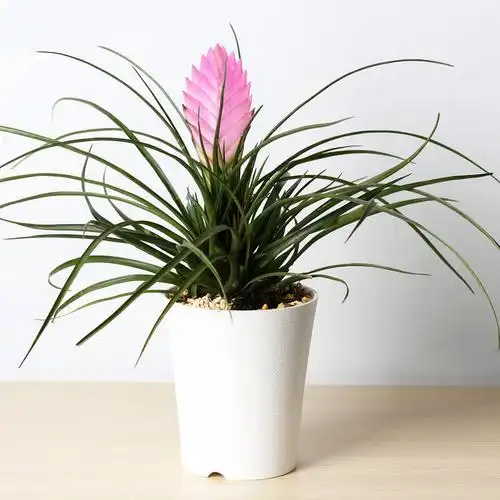 【花漫天】铁兰稀有名贵盆栽花卉室内绿植办公桌盆栽盆景 铁兰 白色