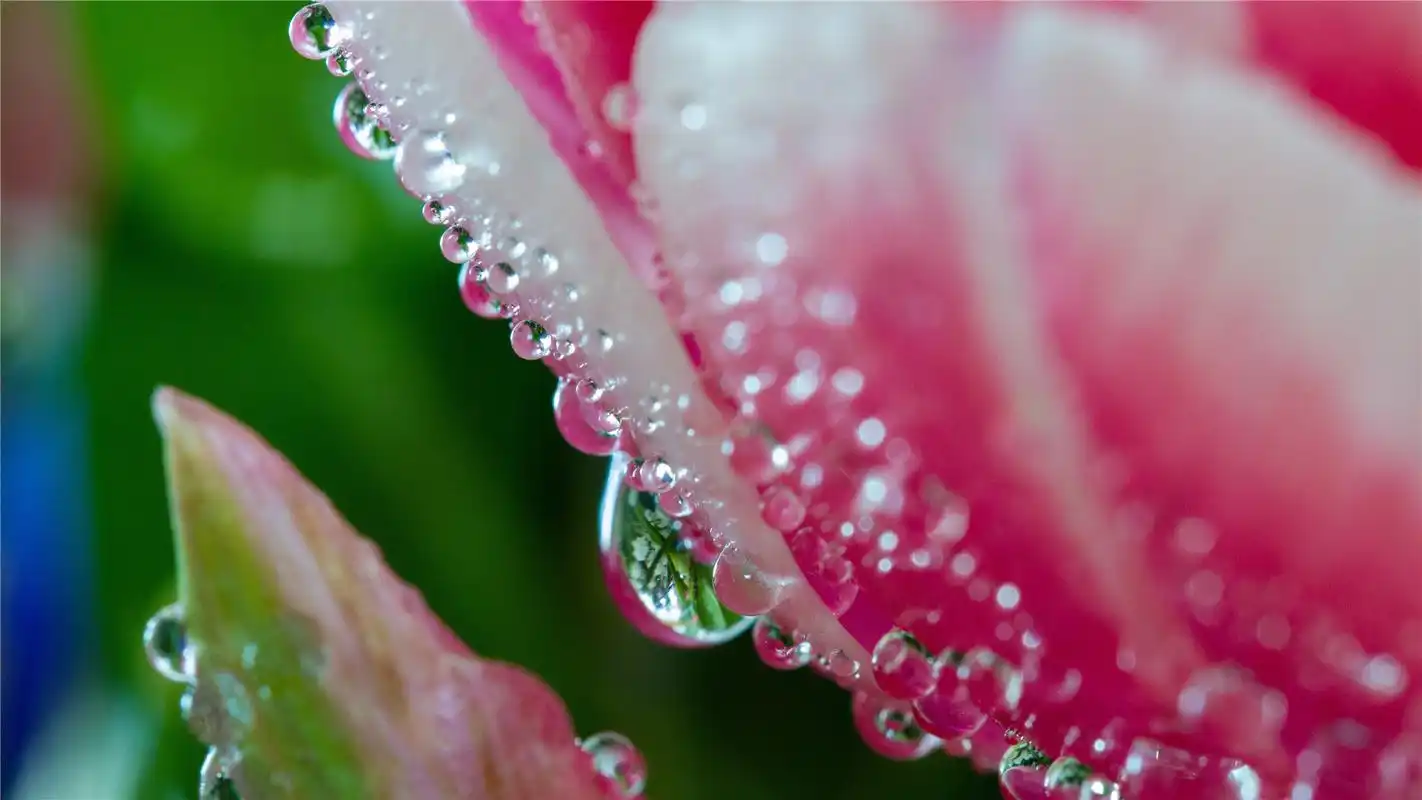 鲜花水滴露珠唯美高清桌面壁纸