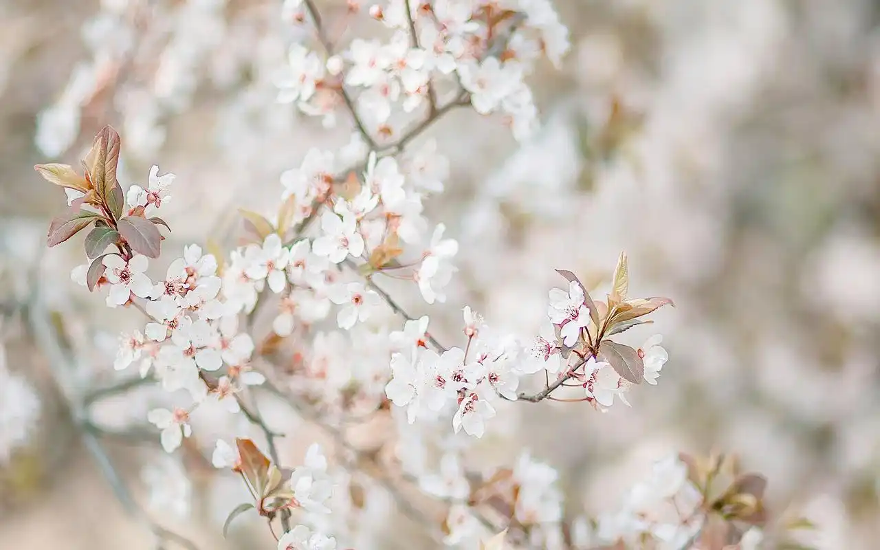 好看的小清新樱花唯美图片桌面壁纸
