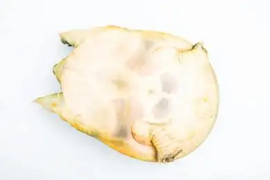 一只鲜活生猛的甲鱼腹部特写