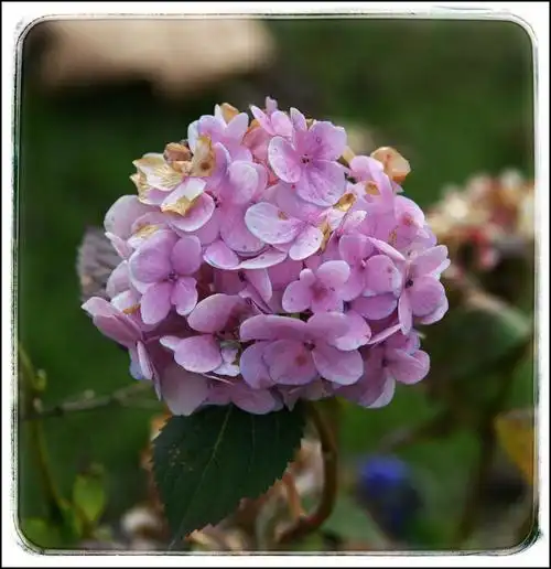 别名:八仙绣球,八仙花,木本绣球,紫阳花,绣球