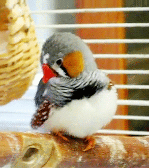 难得一见的动态美鸟图