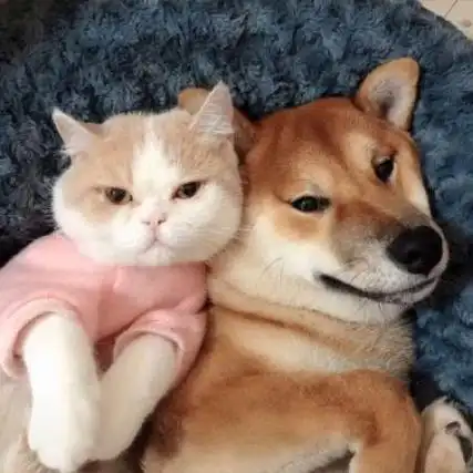 猫狗情侣头像,可爱头像图片