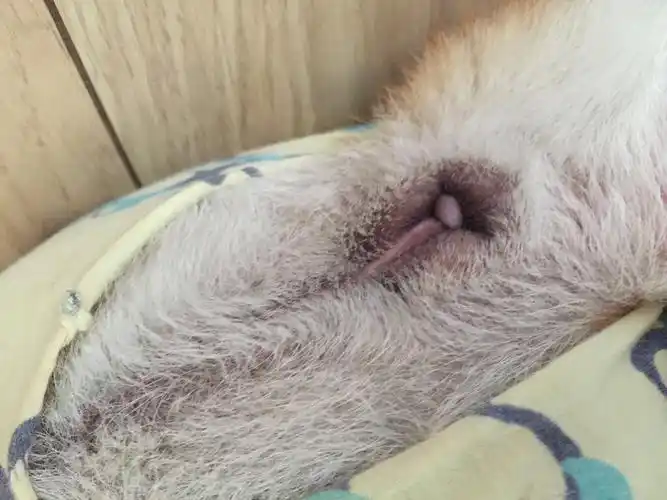 狗狗肛门上长了一个小肉包,不知道是后长得,还是从肛门里面脱出来的