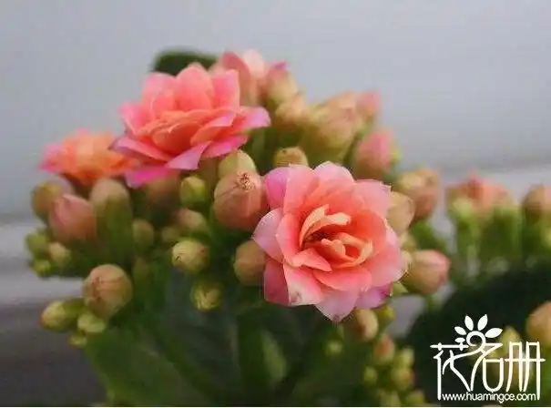 长寿花什么时候开花,长寿花开花时间12-5月(花期长达4个多月)