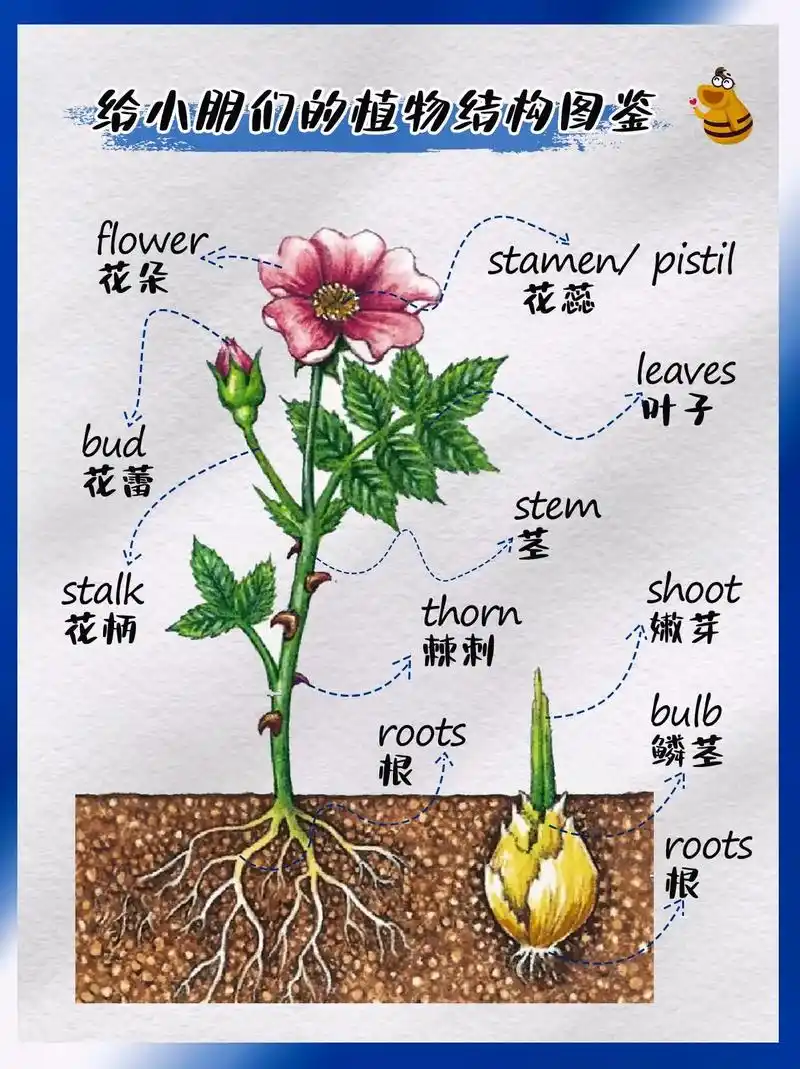 科普阅读|给小朋友们的植物结构图鉴.#植物结构 #科普阅读  - 抖音