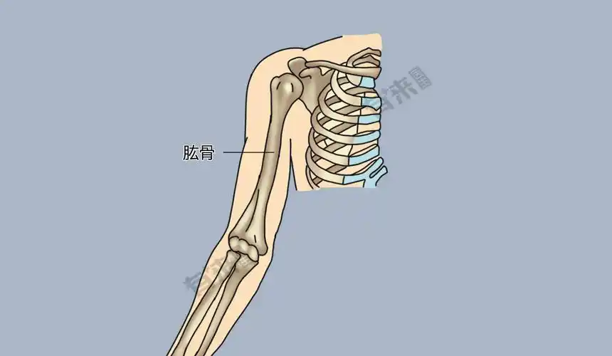 肱骨位于上肢部位,左右各一,为上肢最大的管状骨,上端与肩胛骨相连