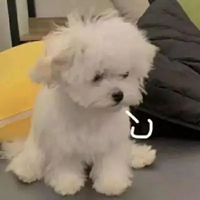 2021最火狗狗头像高清流行的2021可爱狗狗头像图片