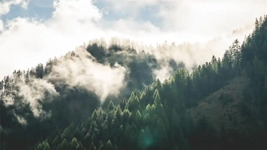 绿色森林唯美高清桌面壁纸