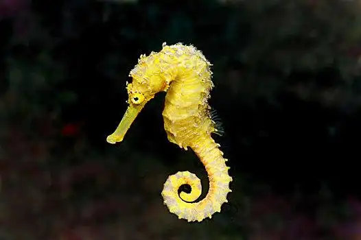 斑点,海马,保和省,海洋,宿务,菲律宾,亚洲