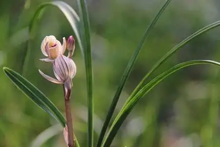 十种名贵的兰花品种