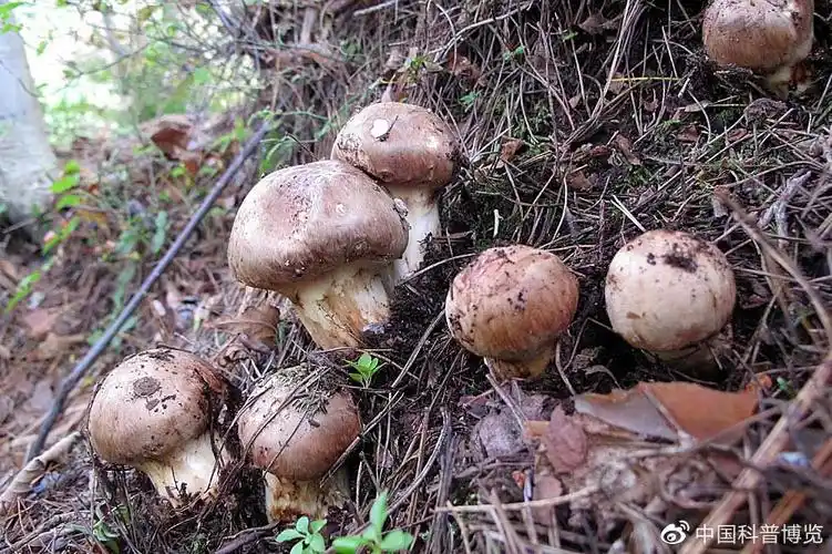 在我国,松茸主要分布于西南的横断山区和东北的长白山区,被认为生长在