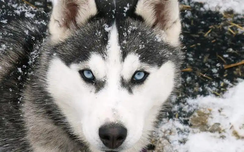 没想到冒傻气的哈士奇还能这么帅气
