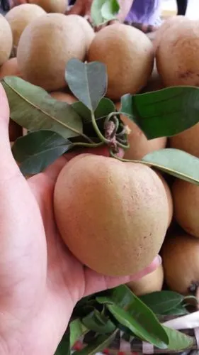 泰国一级新鲜人心果大果人参果仙人果 5斤装包邮非海南人心果