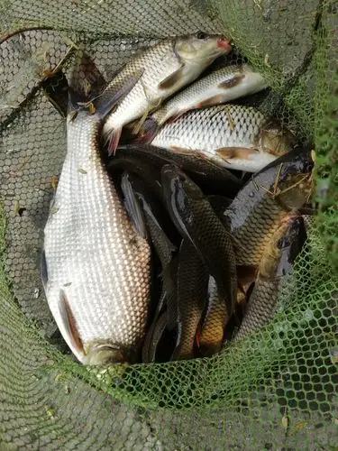 暑钓乐鱼塘钓鱼也热也快乐