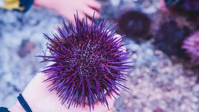 一只小海星,虽然怎么看都像一个玩具▲寄居蟹▲honeymoon bay在蜜月