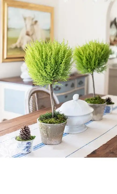 香冠柏小香松盆栽植物圣诞树盆景四季绿植办公室内好养香柏香味 120