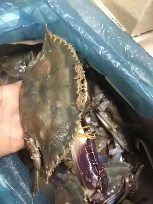 益马当鲜首次推出舟山梭子蟹,保肥保鲜的正宗舟山海鲜上市啦!
