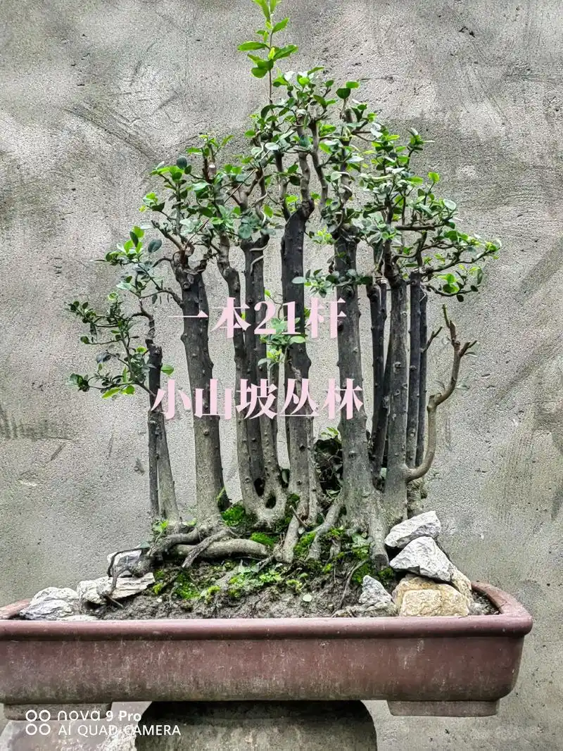 一本多杆小山坡丛林#盆景素材 #盆景制作 #园艺盆栽 #园艺 - 抖音