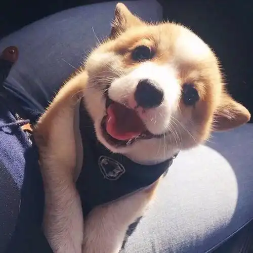 2022可爱狗狗头像图片