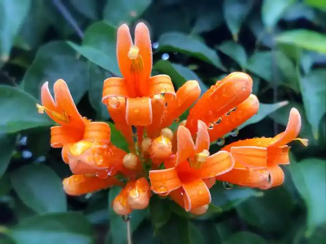 富贵吉祥炮仗花 红红火火迎春来